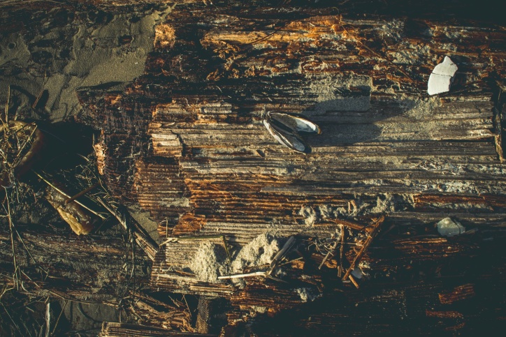 wooden plank, old, wood, texture, shell