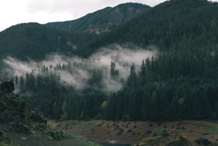 mountain, mist, mountains, nature, tree, fog, forest