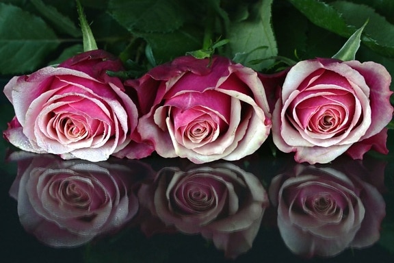 flowers, petals, pink, red, roses, romantic