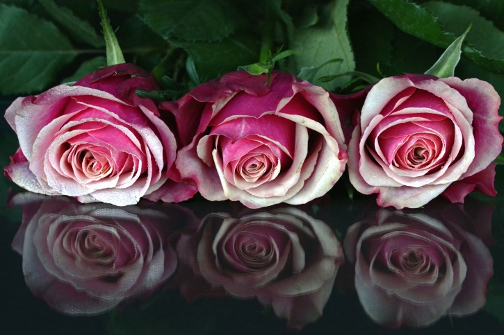 flowers, petals, pink, red, roses, romantic