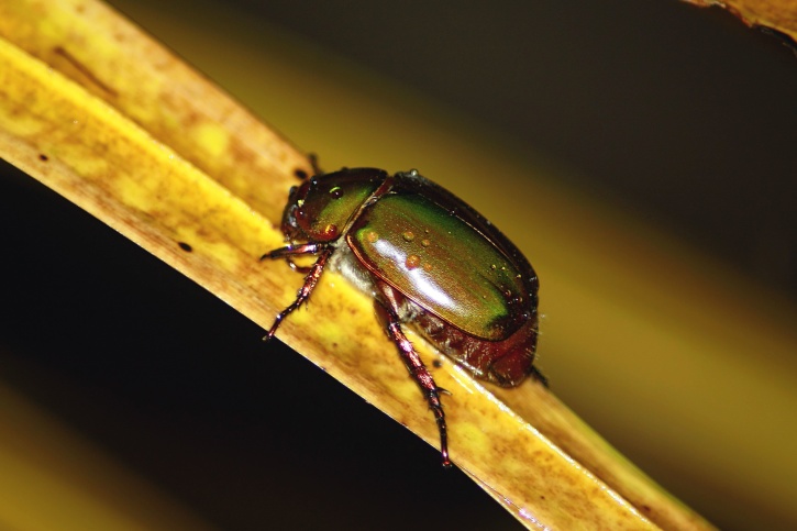 bugg, insekt, leaf, beetle