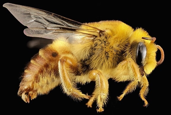abeille, macro, insecte
