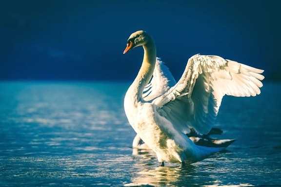 Swan, eläin, lintu, ranta, kaunis, siivet, järvi, höyhenet, luonto