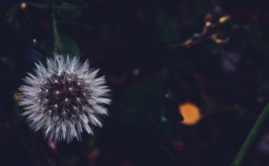dandelion, plant, white, flower