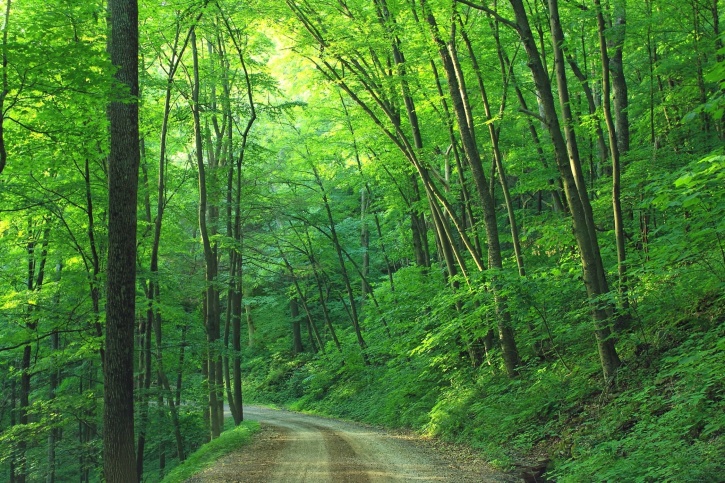 road, forest, landscape, leave, roadway, trail
