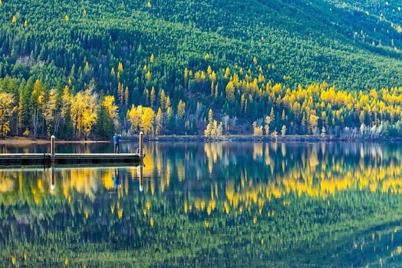 reflecţie, copac, Doc, padure, natura, lac