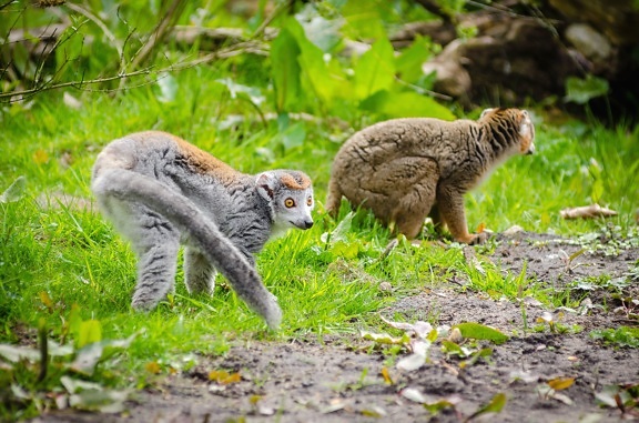 lemur, kožušiny, tráva, lístie, primáty, chvost, voľne žijúcich živočíchov