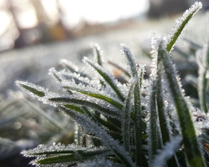 Frost, frunze verzi, zăpadă, congelate, iarba, macro, natura, iarna