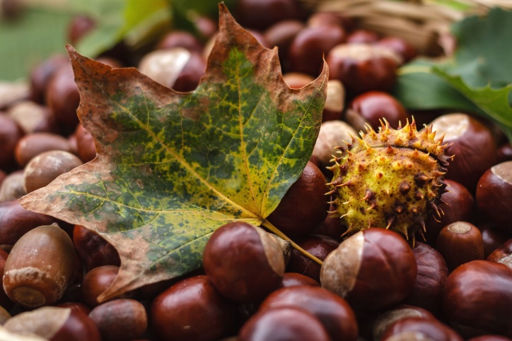 Acorn, musim gugur, coklat, chestnut, nutrisi, matang, kernel