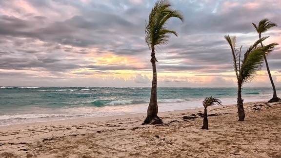 пляж, остров, океан, пальмовое дерево, песок, вода, волны, Ветер