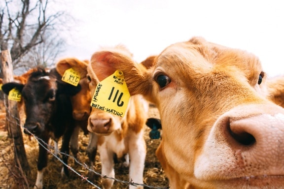 cow, agriculture, calves, animal, farm, fence, livestock