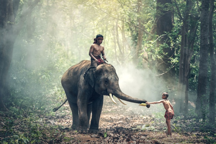 slon, ljudi, šuma, sunce, putovanja, drvo