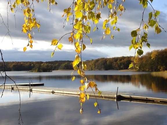 dock, environment, forest, autumn, branch, bright, clouds