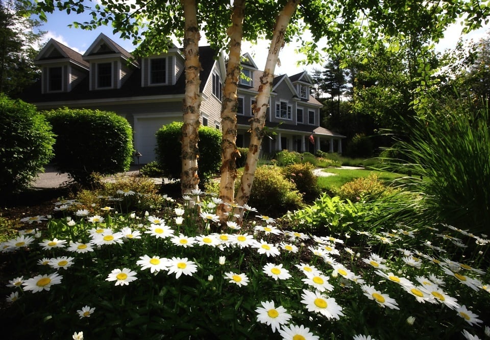 Free picture: chamomile, flora, flowers, garden, house, bloom, blossom ...