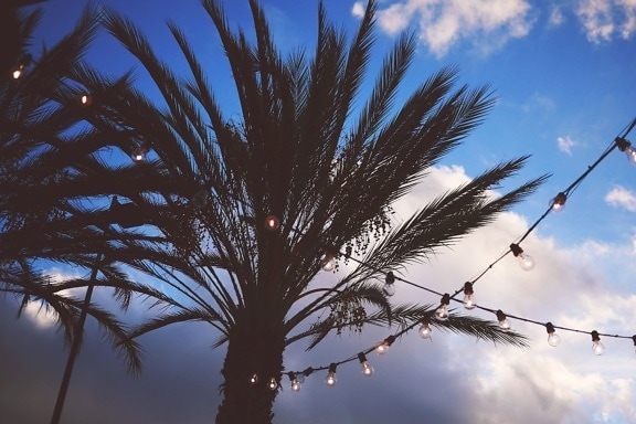palmiye ağacı, siluet, dize, ışıklar, gökyüzü