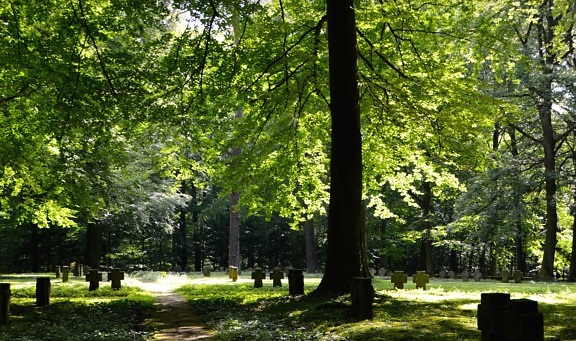 erdő, zöld fű, a temetőben fa