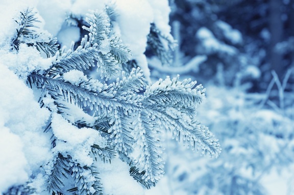 スノーフレーク、寒い、凍結、氷、松の木、冬