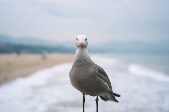 seagull, ocean, animal, beach, bird, sea, summer, water, waves