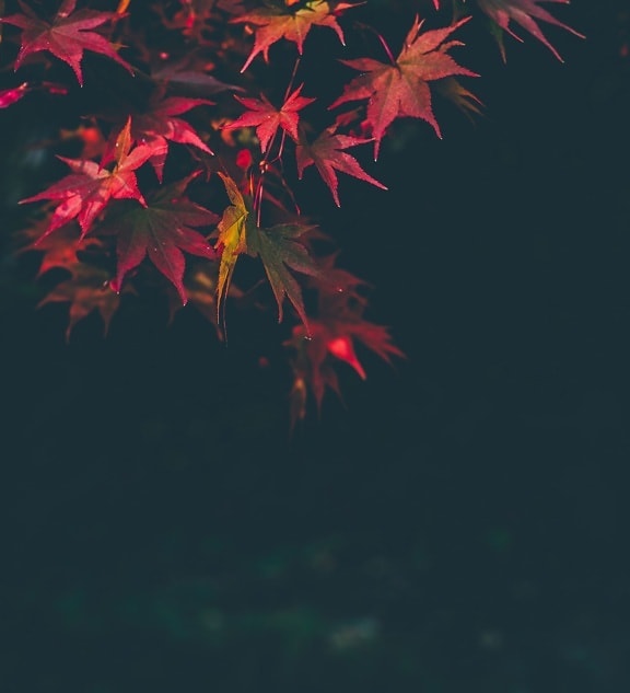 夜、雨、秋、フォーカス、葉、植物