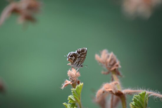 insect, butterfly, green, plant