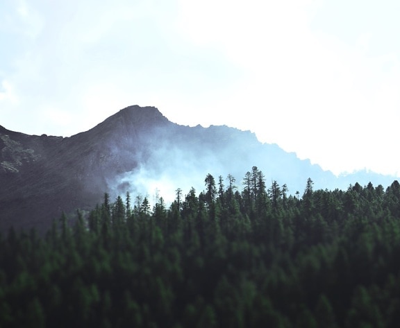 hegy, természet, ég, fák, erdő, köd