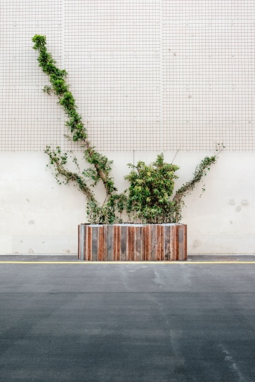 상자, 식물도, 벽, 식물