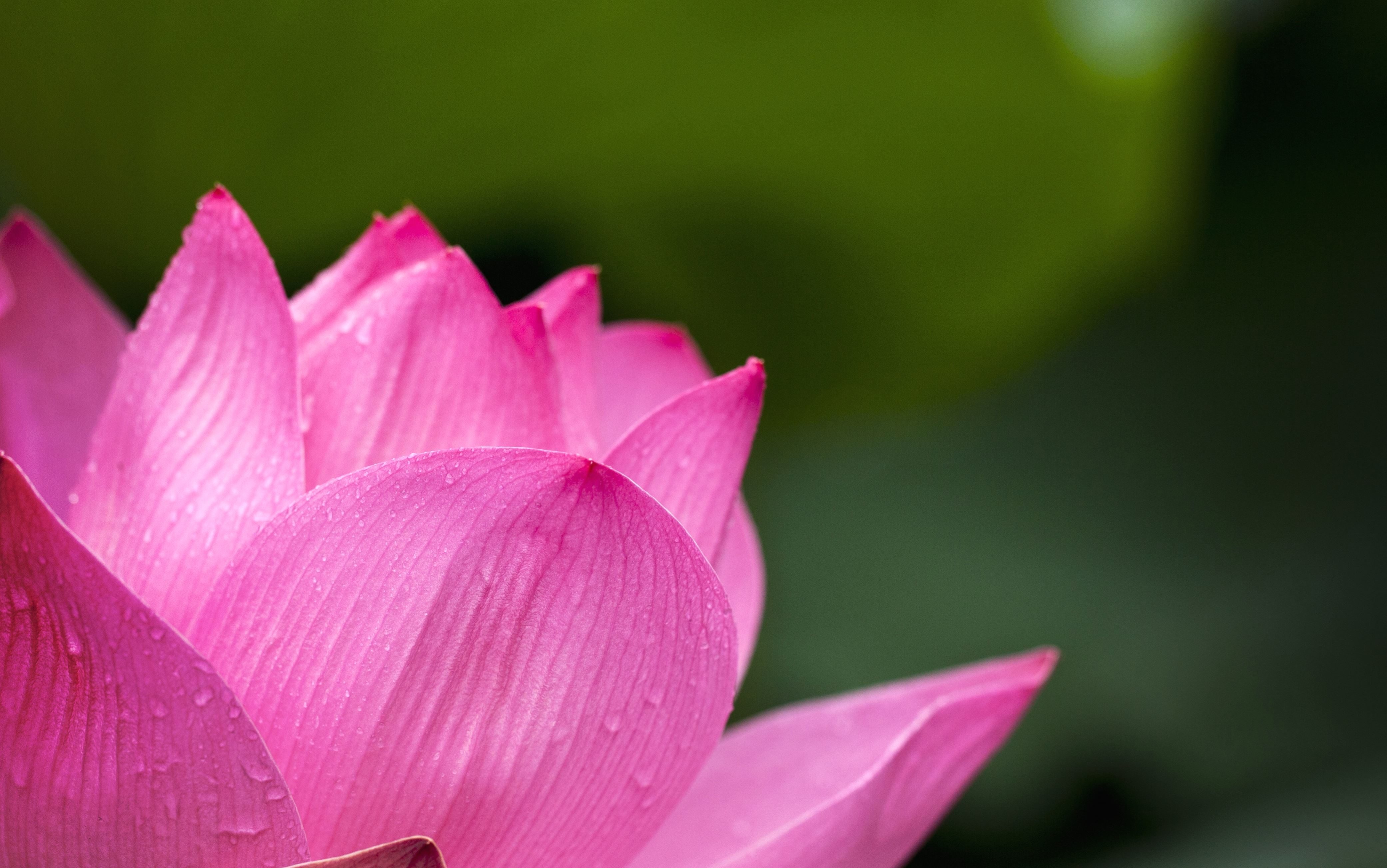 Free picture water lily, lotus, petals, nature, pink