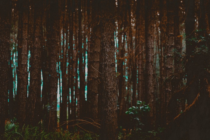 albero, bosco, foresta, natura