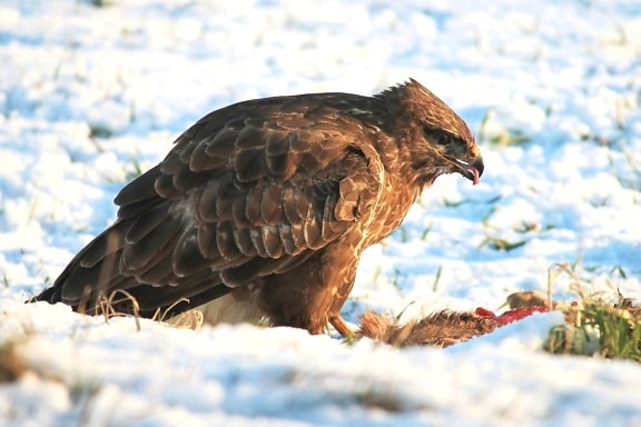hawk, animal, avian, beak, bird, carnivore, snow, winter