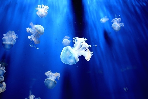 jellyfish, purity, sea, swimming, underwater, water