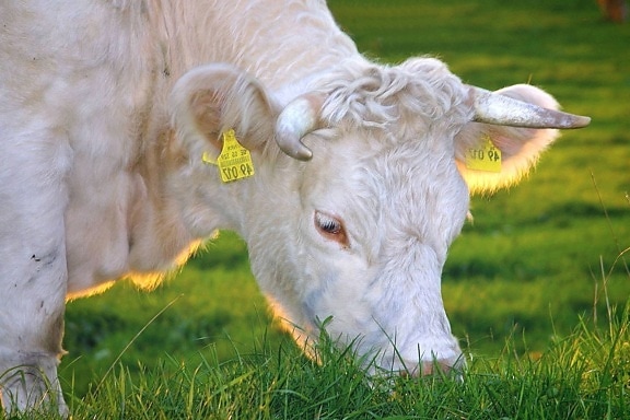 крава, етикети, трева, животно, добитък