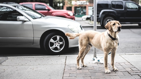 cars, dog, street, pavement, pet, vehicles