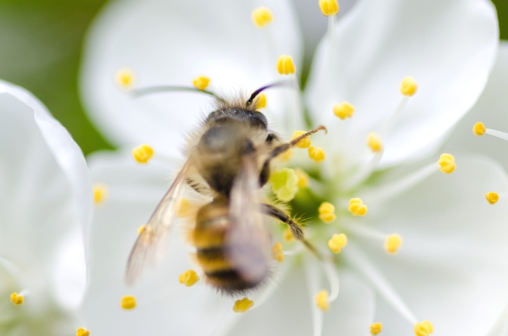 kwiat, fokus, anteny, Pszczoła, nektar, pyłek, skrzydła