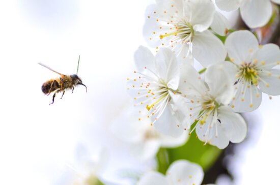 abeille, insecte, fleur, floraison, fleur, sauvage, ailes, pétales, pollen
