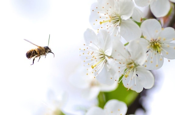 Bee, insekt, blomma, blommande, blossom, vilda, vingar, kronblad, pollen