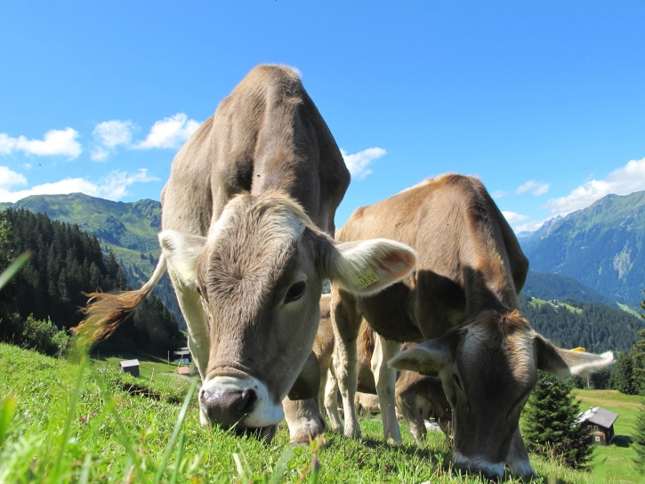 cow, field, grass, landscape, mountains, animals, cattle