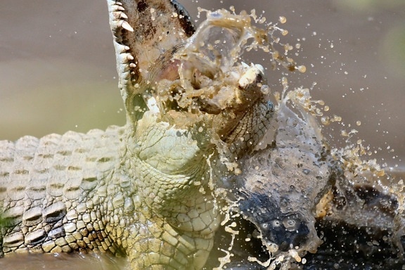 Крокодил, рептилий, река, вода, животные