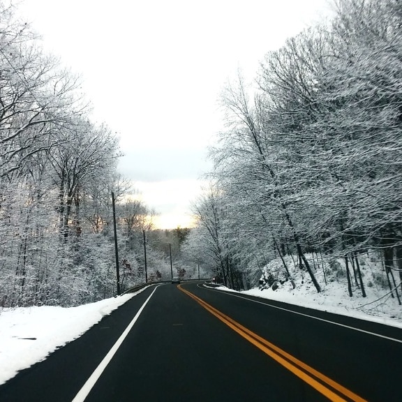 asfalt, kalla, road, bilresa, frost, is, landskap, träd