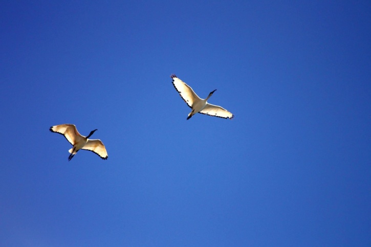 flyg, fåglar, fiskmås, blå himmel