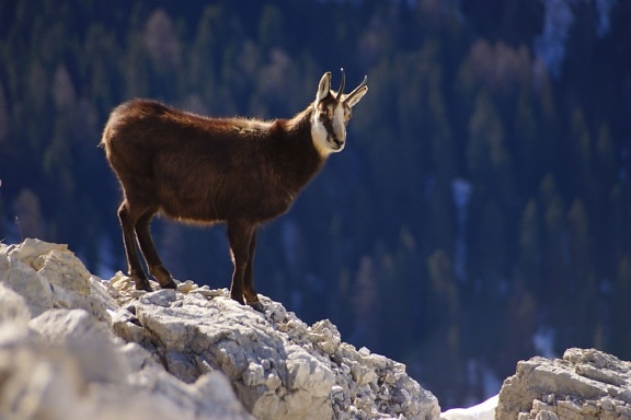 naturaleza rock, naturaleza, animal, cabra, montaña