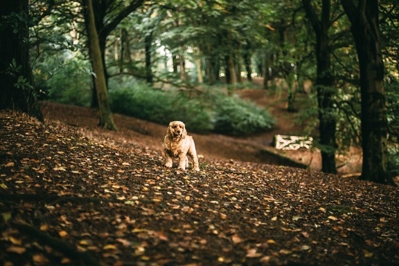 automne, forêt, arbre, automne, feuilles, chien