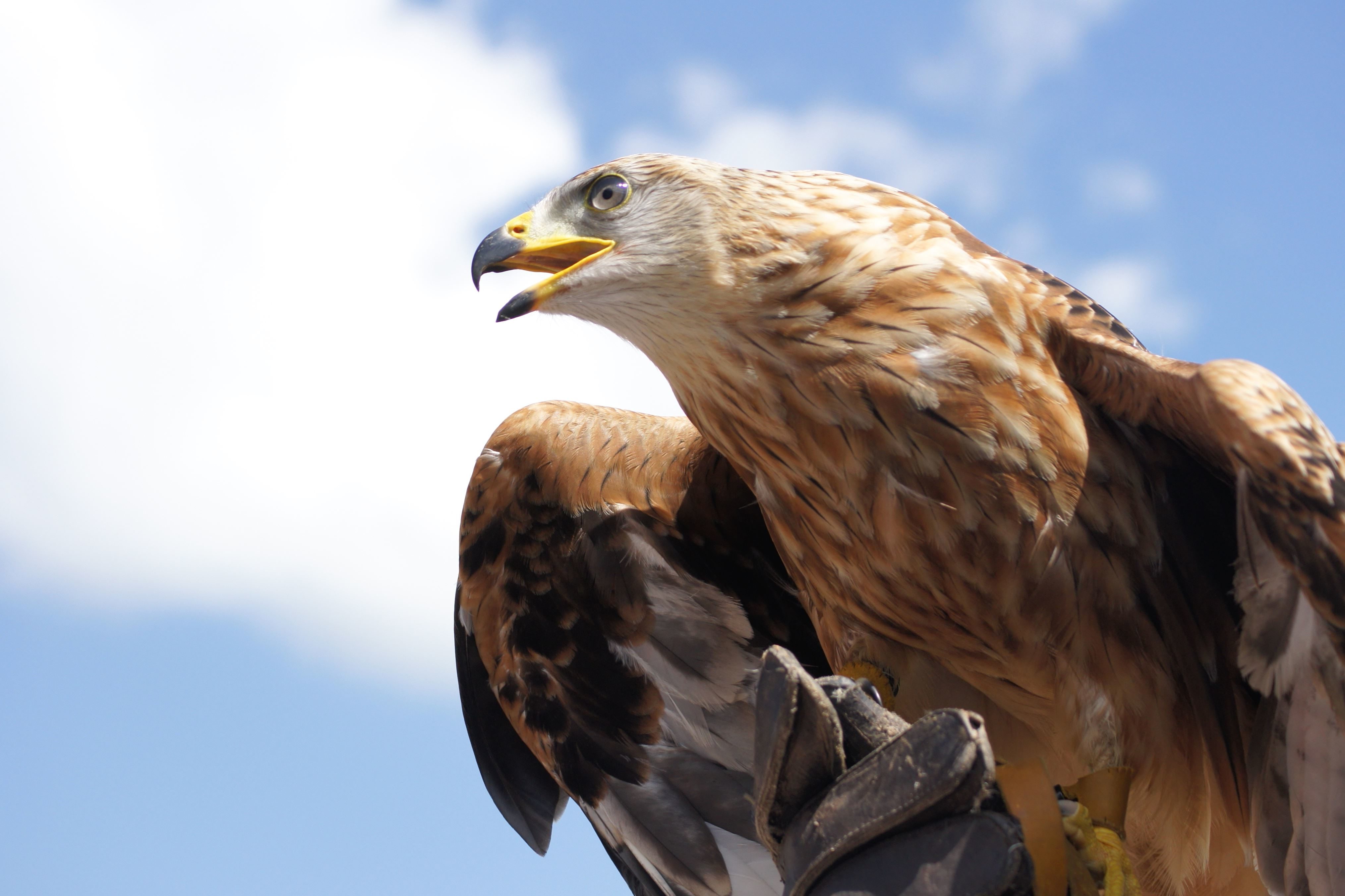 Imagen gratis: aves, águila, plumaje, vida silvestre, pico, pájaro