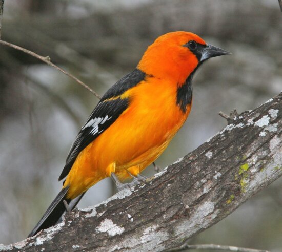 Free picture: bird, animal, avian, beak, beautiful, color, feathers, fence