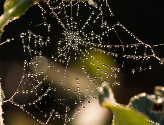 water drops, spider web, dew