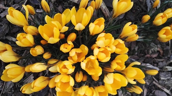 tulipes, jaune, fleurs, belles, fleurissent, fleur, fleur, jardin botanique