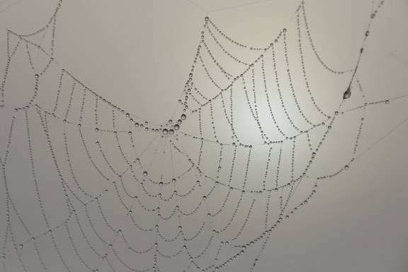 harmat, spider web, köd