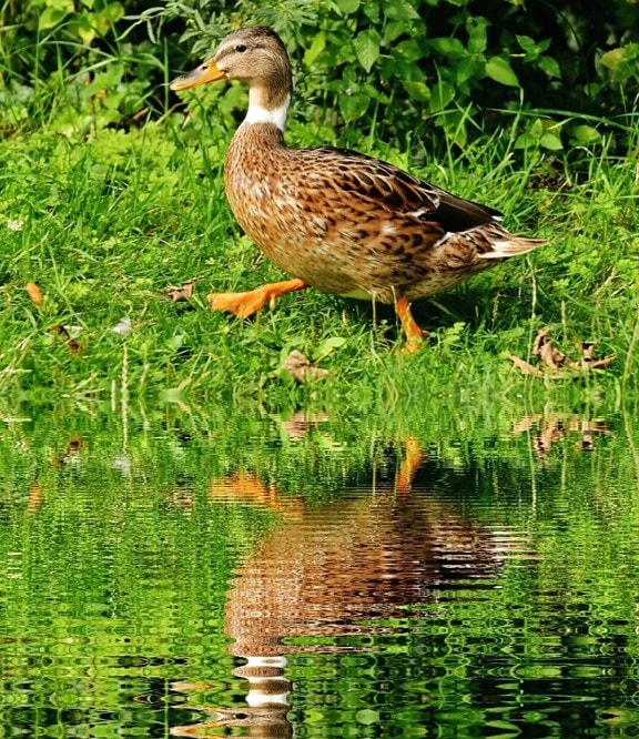 reflexión, lago, agua, animal, pájaro, pato
