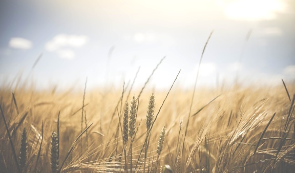 nature, rural, summer, sun, wheat, agriculture, cereal, countryside, crop, farm