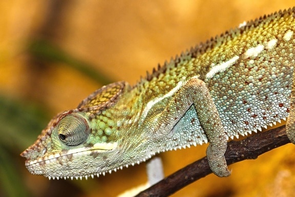 lizard, reptile, wildlife, animal, chameleon