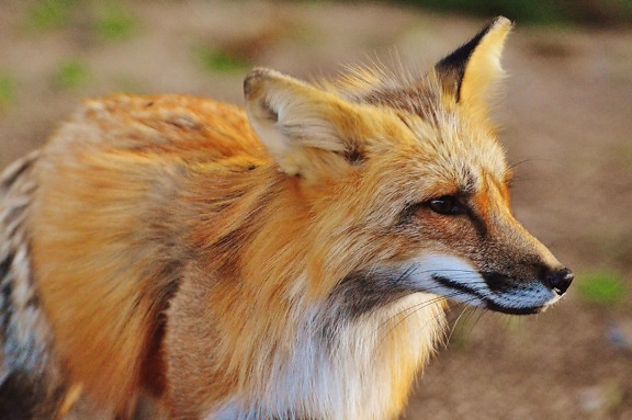 Fox, hairy, hoang dã, động vật